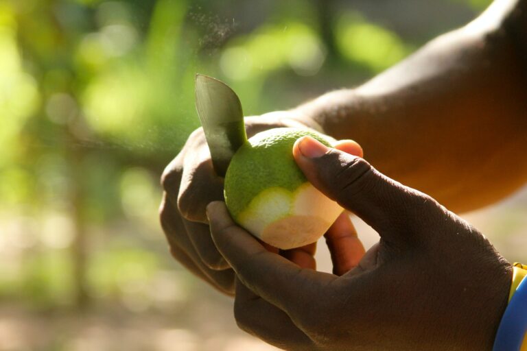 Transforming Africa’s Urban Food Systems