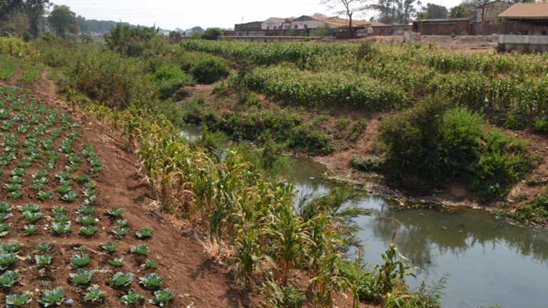 Building resilience through urban natural assets